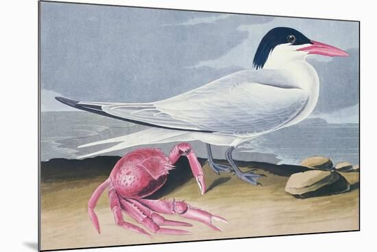 Cayenne Tern-John James Audubon-Mounted Giclee Print
