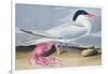 Cayenne Tern-John James Audubon-Framed Giclee Print