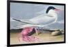 Cayenne Tern-John James Audubon-Framed Giclee Print