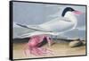 Cayenne Tern-John James Audubon-Framed Stretched Canvas