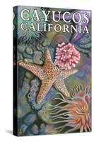 Cayucos, California - Tidepool-Lantern Press-Stretched Canvas