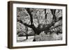 Cayucos I-Lee Peterson-Framed Photographic Print