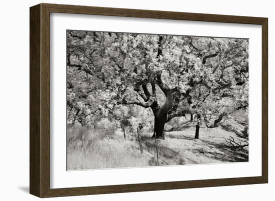 Cayucos II-Lee Peterson-Framed Photographic Print