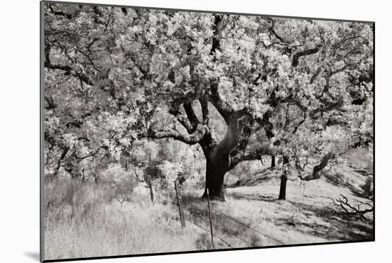 Cayucos II-Lee Peterson-Mounted Photographic Print