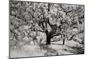 Cayucos II-Lee Peterson-Mounted Photographic Print