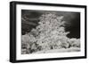 Cayucos IV-Lee Peterson-Framed Photographic Print