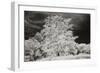 Cayucos IV-Lee Peterson-Framed Photographic Print