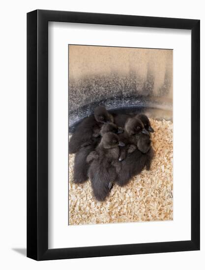 Cayuga ducklings huddled together under a heat lamp for warmth-Janet Horton-Framed Photographic Print