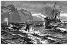 19th Century Whale Hunt-CCI Archives-Photographic Print