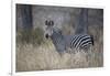 Ccommon zebra (plains zebra) (Burchell's zebra) (Equus burchelli), Selous Game Reserve, Tanzania, E-James Hager-Framed Photographic Print