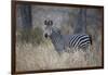 Ccommon zebra (plains zebra) (Burchell's zebra) (Equus burchelli), Selous Game Reserve, Tanzania, E-James Hager-Framed Photographic Print