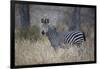 Ccommon zebra (plains zebra) (Burchell's zebra) (Equus burchelli), Selous Game Reserve, Tanzania, E-James Hager-Framed Photographic Print