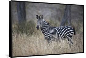 Ccommon zebra (plains zebra) (Burchell's zebra) (Equus burchelli), Selous Game Reserve, Tanzania, E-James Hager-Framed Stretched Canvas