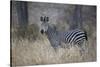 Ccommon zebra (plains zebra) (Burchell's zebra) (Equus burchelli), Selous Game Reserve, Tanzania, E-James Hager-Stretched Canvas