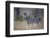 Ccommon zebra (plains zebra) (Burchell's zebra) (Equus burchelli), Selous Game Reserve, Tanzania, E-James Hager-Framed Photographic Print