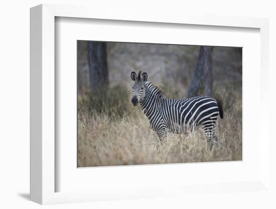 Ccommon zebra (plains zebra) (Burchell's zebra) (Equus burchelli), Selous Game Reserve, Tanzania, E-James Hager-Framed Photographic Print