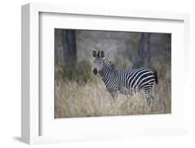 Ccommon zebra (plains zebra) (Burchell's zebra) (Equus burchelli), Selous Game Reserve, Tanzania, E-James Hager-Framed Photographic Print