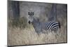 Ccommon zebra (plains zebra) (Burchell's zebra) (Equus burchelli), Selous Game Reserve, Tanzania, E-James Hager-Mounted Photographic Print