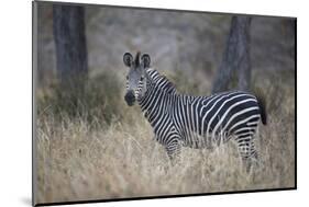 Ccommon zebra (plains zebra) (Burchell's zebra) (Equus burchelli), Selous Game Reserve, Tanzania, E-James Hager-Mounted Photographic Print