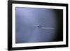 Cculex Pipiens (Common House Mosquito) - Emerging (A1)-Paul Starosta-Framed Photographic Print