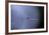 Cculex Pipiens (Common House Mosquito) - Emerging (A1)-Paul Starosta-Framed Photographic Print