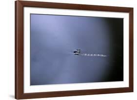 Cculex Pipiens (Common House Mosquito) - Emerging (A1)-Paul Starosta-Framed Photographic Print