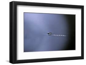 Cculex Pipiens (Common House Mosquito) - Emerging (A1)-Paul Starosta-Framed Photographic Print