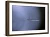 Cculex Pipiens (Common House Mosquito) - Emerging (A1)-Paul Starosta-Framed Photographic Print
