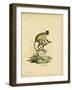 Cebus Fatuellus-null-Framed Giclee Print