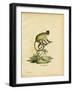 Cebus Fatuellus-null-Framed Giclee Print