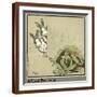 Brown Frame