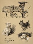Irish Wolfhound, West Highlander and Cairn, 1930, Just Among Friends, Aldin-Cecil Aldin-Giclee Print