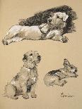 Irish Wolfhound, West Highlander and Cairn, 1930, Just Among Friends, Aldin-Cecil Aldin-Giclee Print