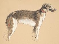 A Fawn Greyhound, 1897-Cecil Charles Windsor Aldin-Giclee Print