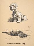 Sealyham and Rough Dachund Puppy, 1930, Illustrations from His Sketch Book Used for 'Just among Fri-Cecil Charles Windsor Aldin-Giclee Print