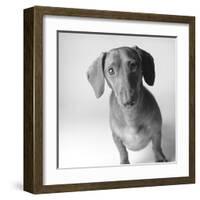 Cecil-Amanda Jones-Framed Art Print