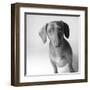 Cecil-Amanda Jones-Framed Art Print