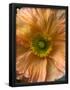 Essential Black