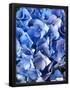 Essential Black