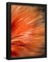 Essential Black