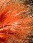 Laminate