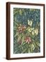 Brown Frame