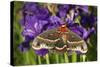 Cecropia Moth in Flower Garden, Marion Co., Il-Richard ans Susan Day-Stretched Canvas