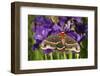 Cecropia Moth in Flower Garden, Marion Co., Il-Richard ans Susan Day-Framed Photographic Print