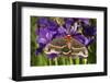 Cecropia Moth in Flower Garden, Marion Co., Il-Richard ans Susan Day-Framed Photographic Print