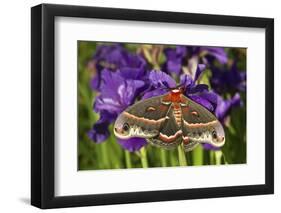Cecropia Moth in Flower Garden, Marion Co., Il-Richard ans Susan Day-Framed Photographic Print