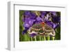 Cecropia Moth in Flower Garden, Marion Co., Il-Richard ans Susan Day-Framed Photographic Print