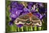 Cecropia Moth in Flower Garden, Marion Co., Il-Richard ans Susan Day-Mounted Photographic Print