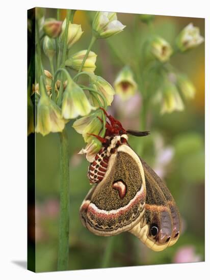 Cecropia Moth on Alium Flowers-Nancy Rotenberg-Stretched Canvas