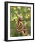 Cecropia Moth on Alium Flowers-Nancy Rotenberg-Framed Photographic Print